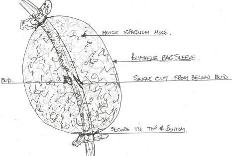 Drawing of Wisteria Air Layer.